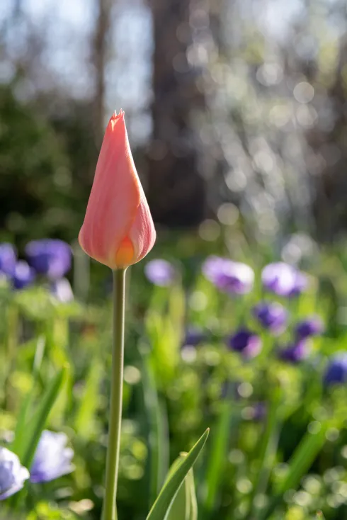 Gardens in Georgia 