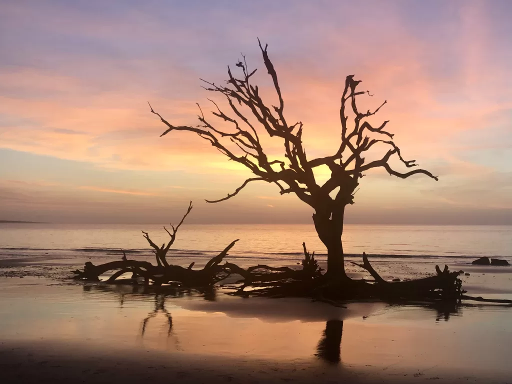 Driftwood beach