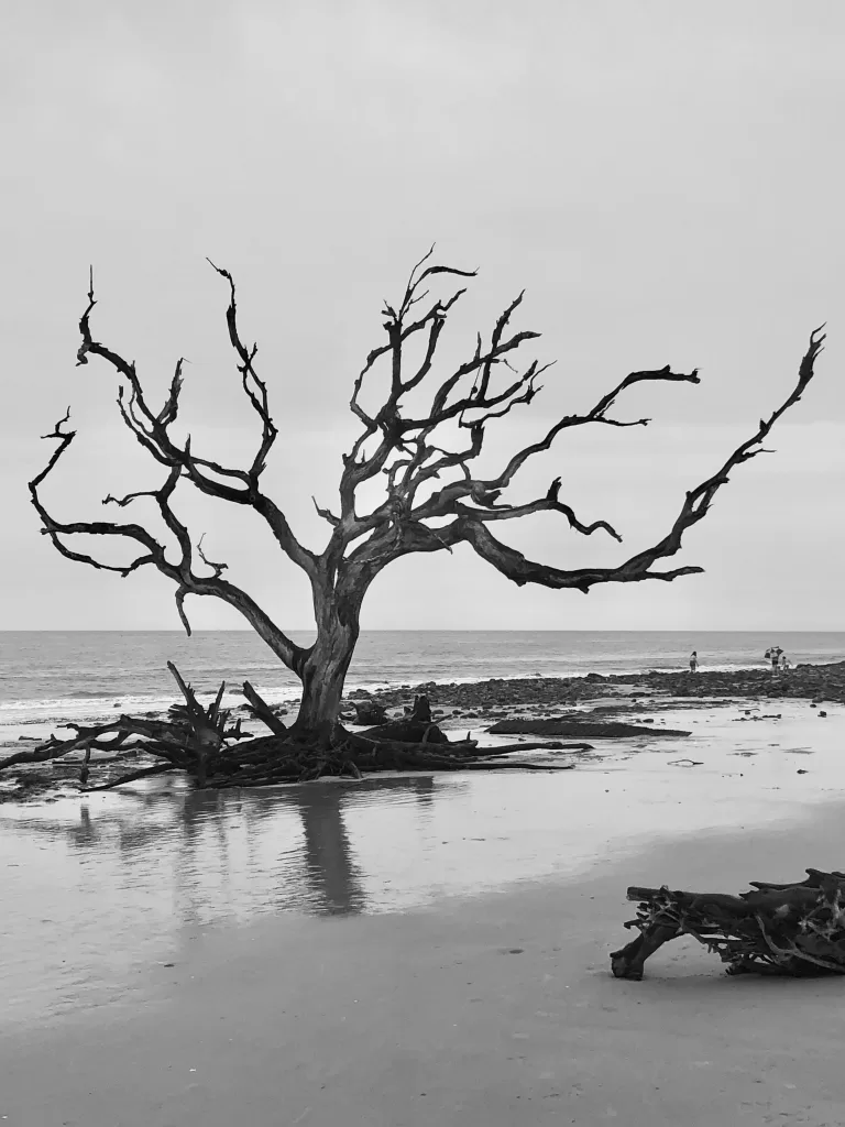 Driftwood beach