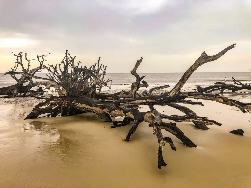 Driftwood beach