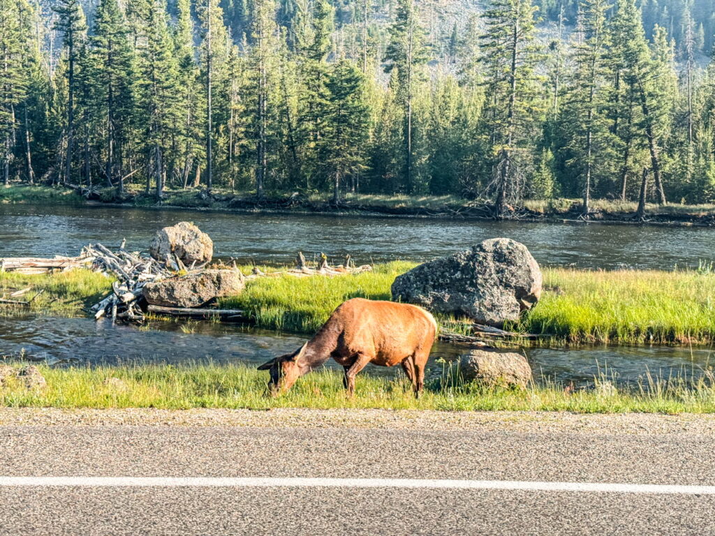 Yellowstone National Park Elk