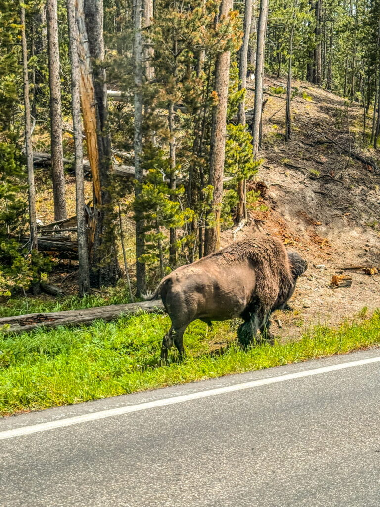 Yellowstone National Park Bison
